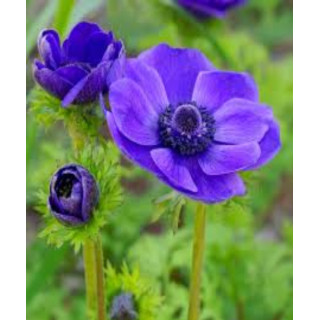 ZAWILEC MR. FOKKER 20 SZT ROZMIAR 8 CM