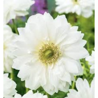 ZAWILEC MOUNT EVEREST 20 SZT ROZMIAR 8 CM