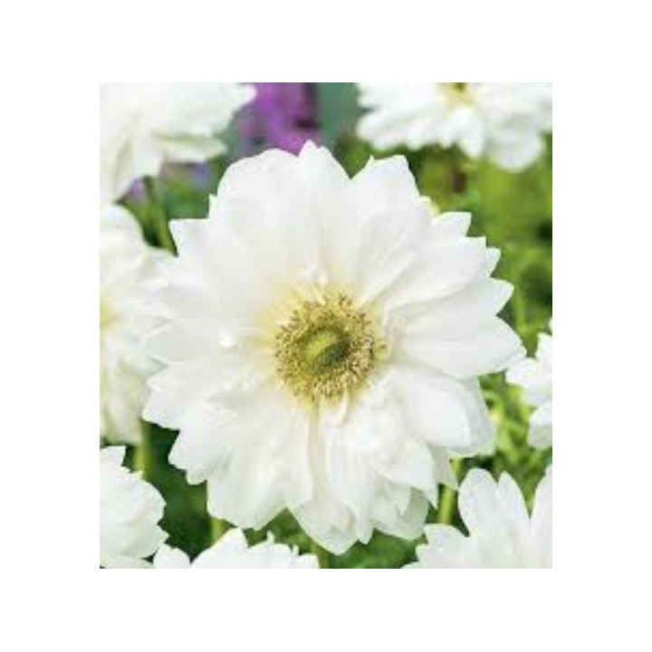 ZAWILEC MOUNT EVEREST 20 SZT ROZMIAR 8 CM