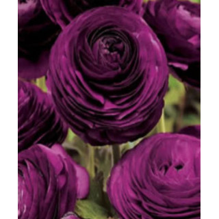 JASKIER  AVIV PAARS  10 SZT ROZMIAR 6/7 CM