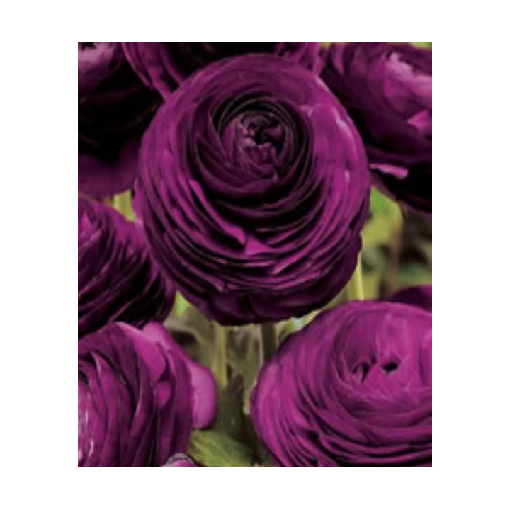 JASKIER  AVIV PAARS  10 SZT ROZMIAR 6/7 CM