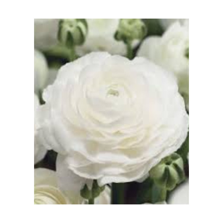 JASKIER  AVIV WIT 10 SZT ROZMIAR 7/8 CM