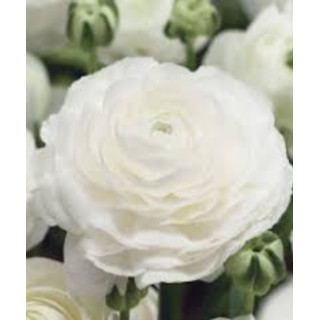 JASKIER  AVIV  WIT  20 SZT ROZMIAR 6/7 CM