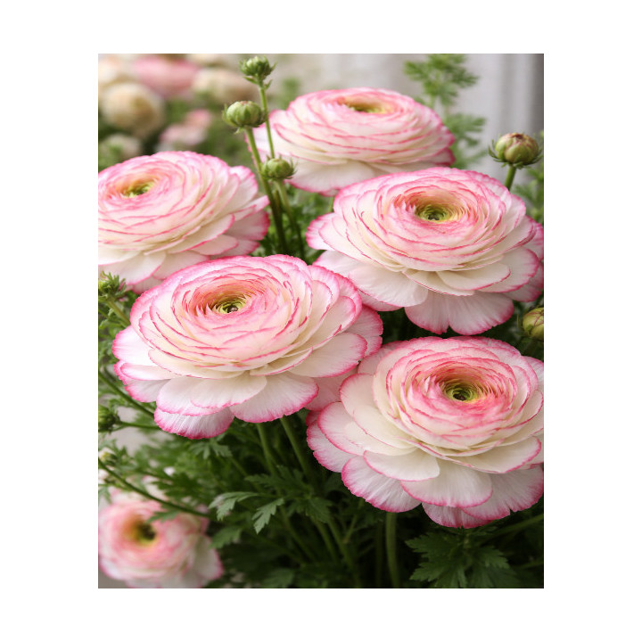 JASKIER  PICOTEE ROZE   10 SZT ROZMIAR 6/7 CM