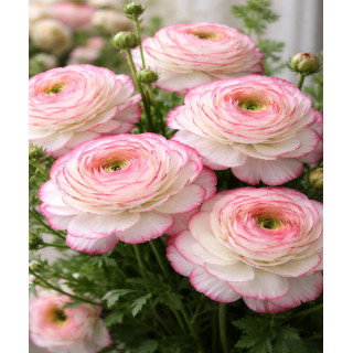 JASKIER  PICOTEE ROZE  20 SZT ROZMIAR 7/8 CM