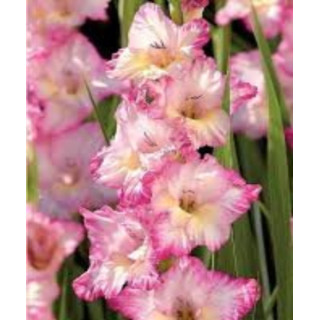 MIECZYK PRISCILLA 20 SZT ROZMIAR 14 CM