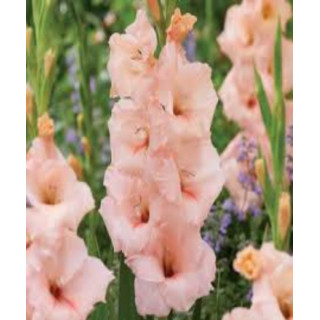 MIECZYK APRRICOT BEAUTY  10 SZT ROZMIAR 14 CM