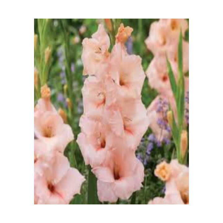 MIECZYK APRRICOT BEAUTY  10 SZT ROZMIAR 14 CM