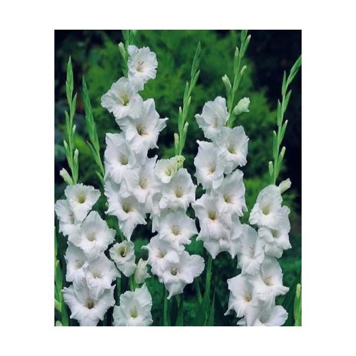 MIECZYK SERENA   10 SZT ROZMIAR 14 CM