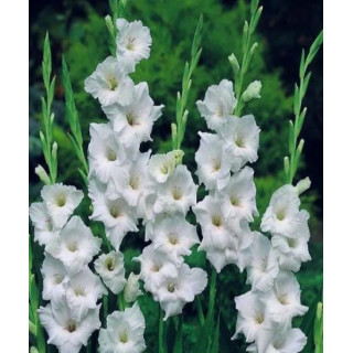 MIECZYK SERENA   20 SZT ROZMIAR 14 CM