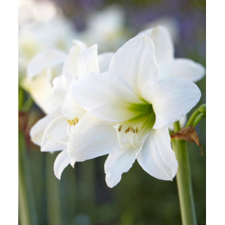 HIPPERASTRUM BIAŁY 3 SZT ROZMIAR 26/28 CM