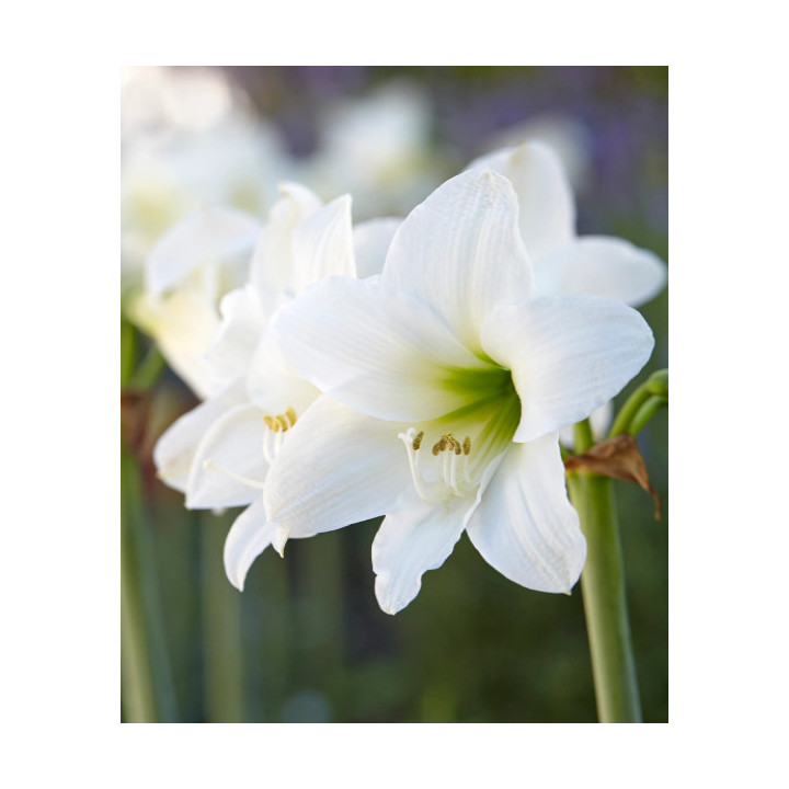 HIPPERASTRUM BIAŁY 3 SZT ROZMIAR 26/28 CM