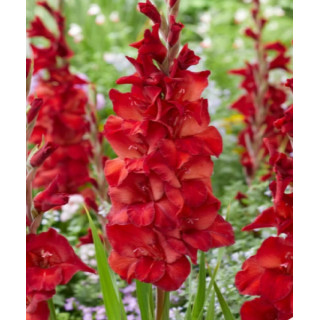 MIECZYK AMIGA   20 SZT ROZMIAR 14 CM