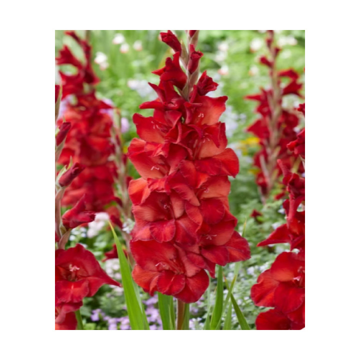 MIECZYK AMIGA   20 SZT ROZMIAR 14 CM