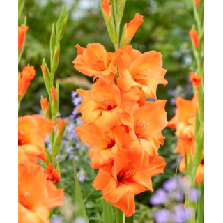 MIECZYK PRINCE OF ORANGE   10 SZT ROZMIAR 14 CM