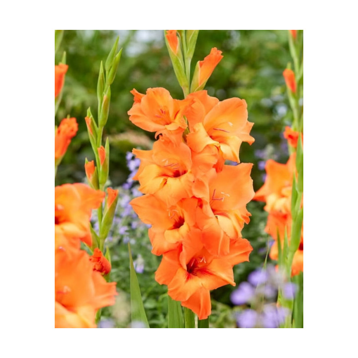 MIECZYK PRINCE OF ORANGE    20 SZT ROZMIAR 14 CM