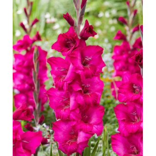 MIECZYK NATAN  10 SZT ROZMIAR 14 CM