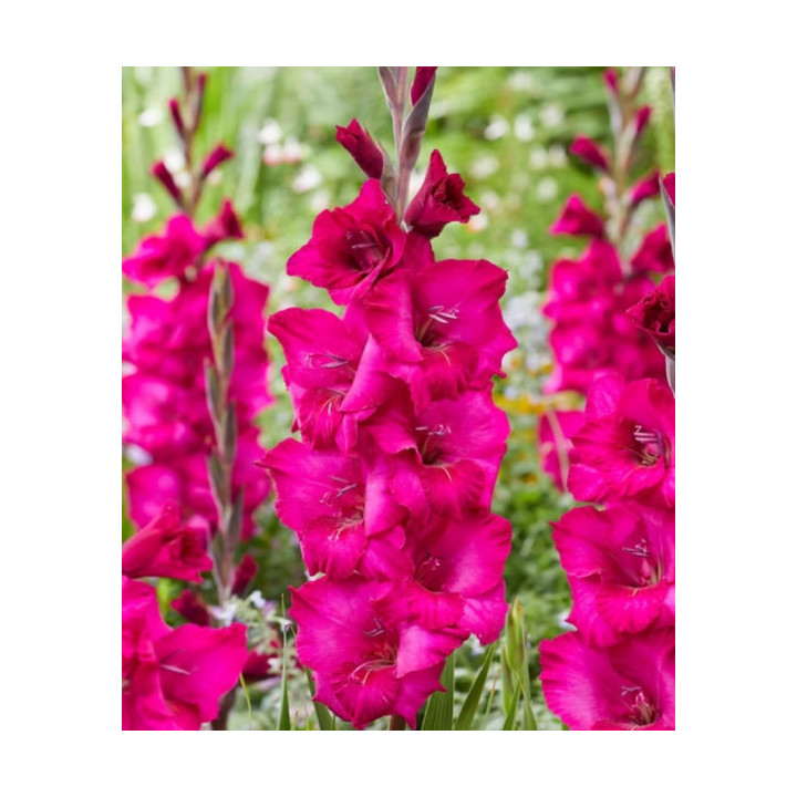 MIECZYK NATAN   20 SZT ROZMIAR 14 CM