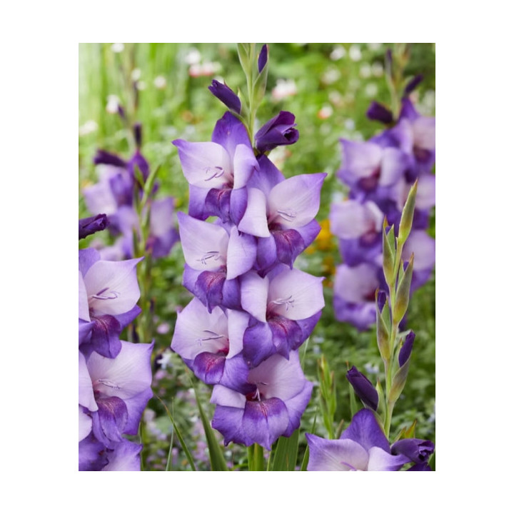 MIECZYK DARK SHADOW 10 SZT ROZMIAR 14 CM