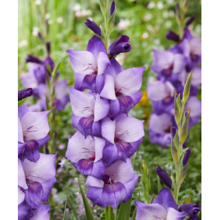 MIECZYK DARK SHADOW 20 SZT ROZMIAR 14 CM