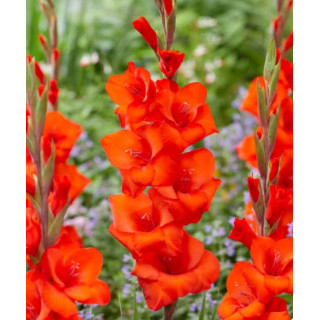 MIECZYK BELFAST 10 SZT ROZMIAR 14 CM