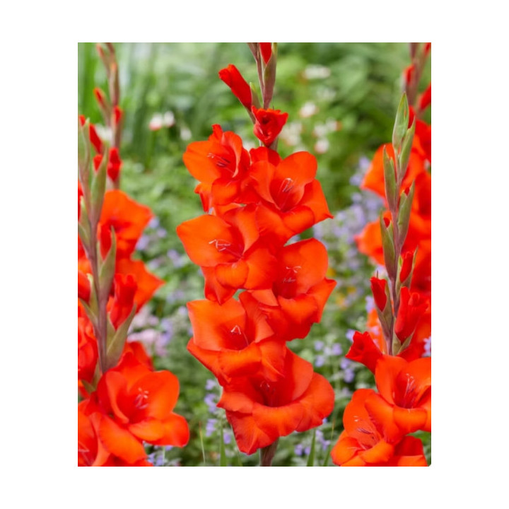 MIECZYK BELFAST 20 SZT ROZMIAR 14 CM