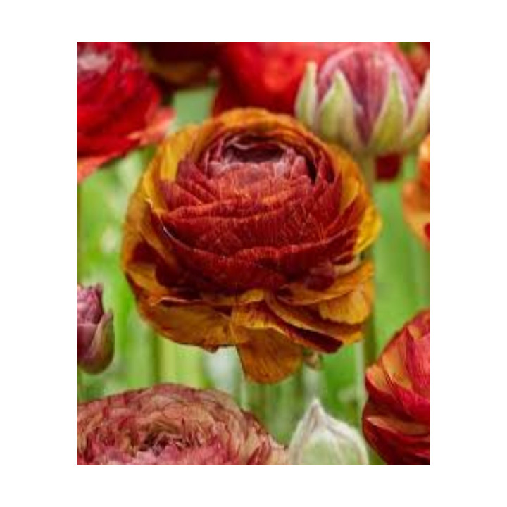 JASKIER  PICOTEE CAFE  20 SZT ROZMIAR 7/8 CM