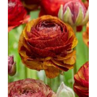 JASKIER  PICOTEE CAFE   10 SZT ROZMIAR 6/7 CM