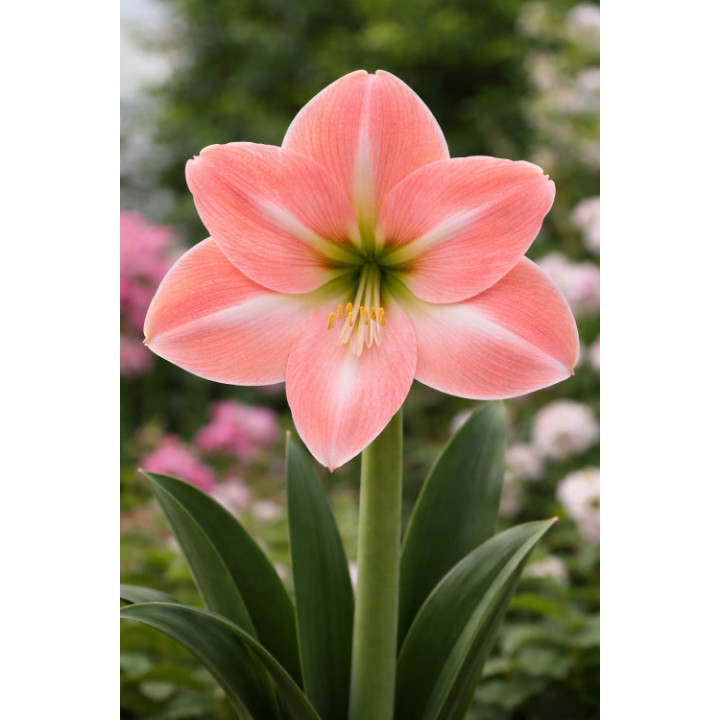 HIPPERASTRUM ZALM  ROZMIAR 26/28 CM