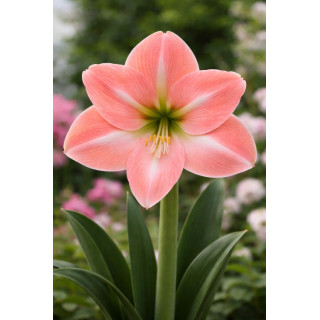 HIPPERASTRUM ZALM  3 SZT ROZMIAR 26/28 CM