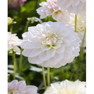 DALIA SILVER ANTIQUE 3 SZT