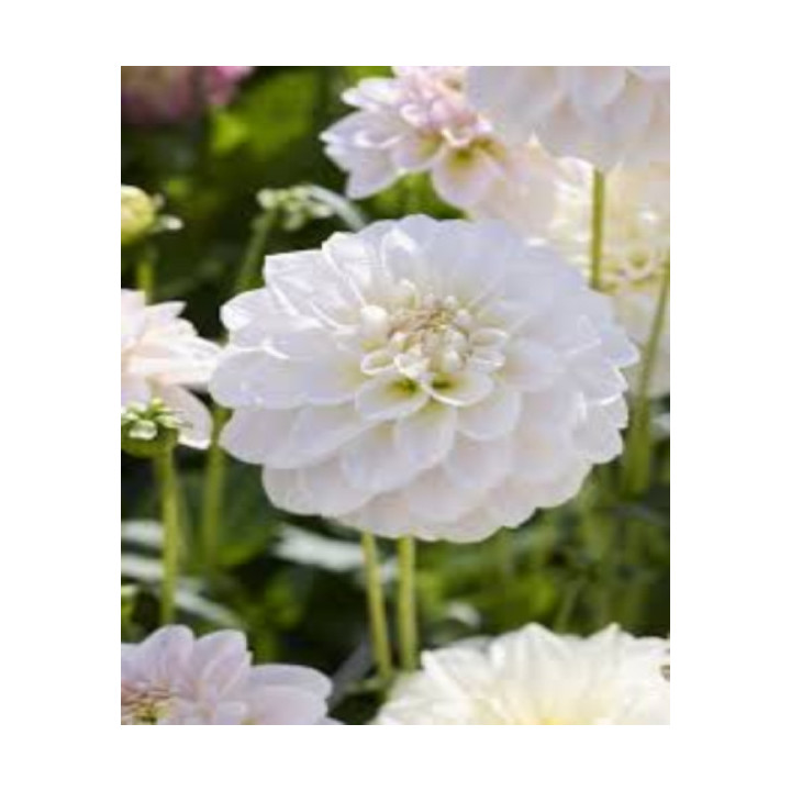 DALIA SILVER ANTIQUE 3 SZT