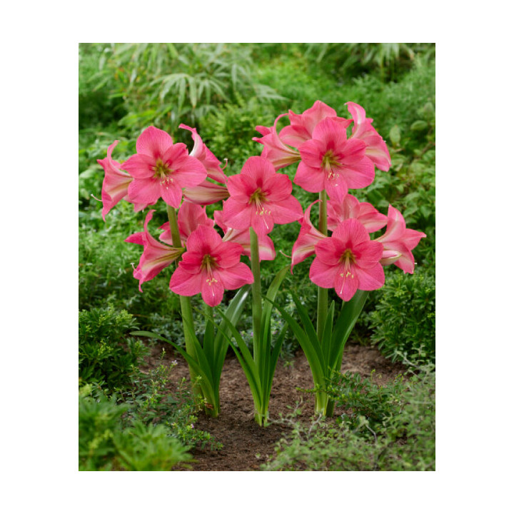 HIPPERASTRUM DUBELTOWA RÓZOWA ROZMIAR 26/28 CM