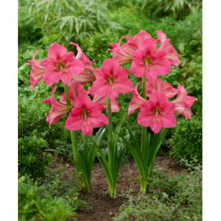 HIPPERASTRUM DUBELTOWA RÓŻOWA 3 SZT ROZMIAR 26/28 CM