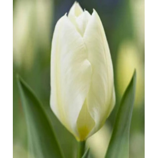 TULIPAN   PURISSIMA 5 SZT ROZMIAR 12 +