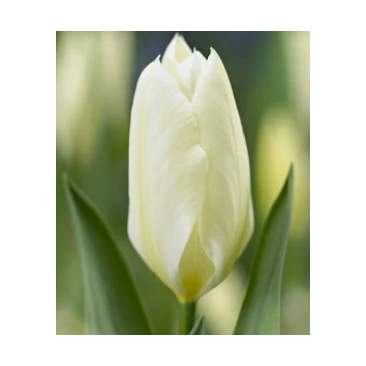 TULIPAN   PURISSIMA 5 SZT ROZMIAR 12 +