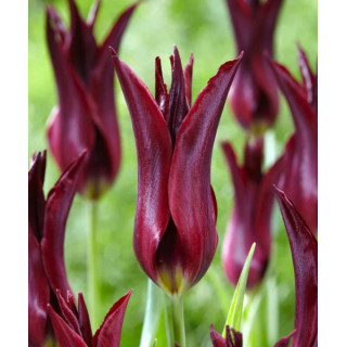 TULIPAN  SARAH RAVEN 5 SZT ROZMIAR 12 +