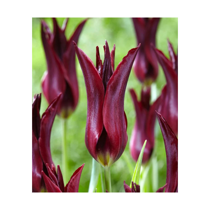 TULIPAN  SARAH RAVEN 5 SZT ROZMIAR 12 +