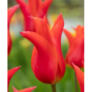 TULIPAN  ROYAL CHARM 5 SZT ROZMIAR 12 +