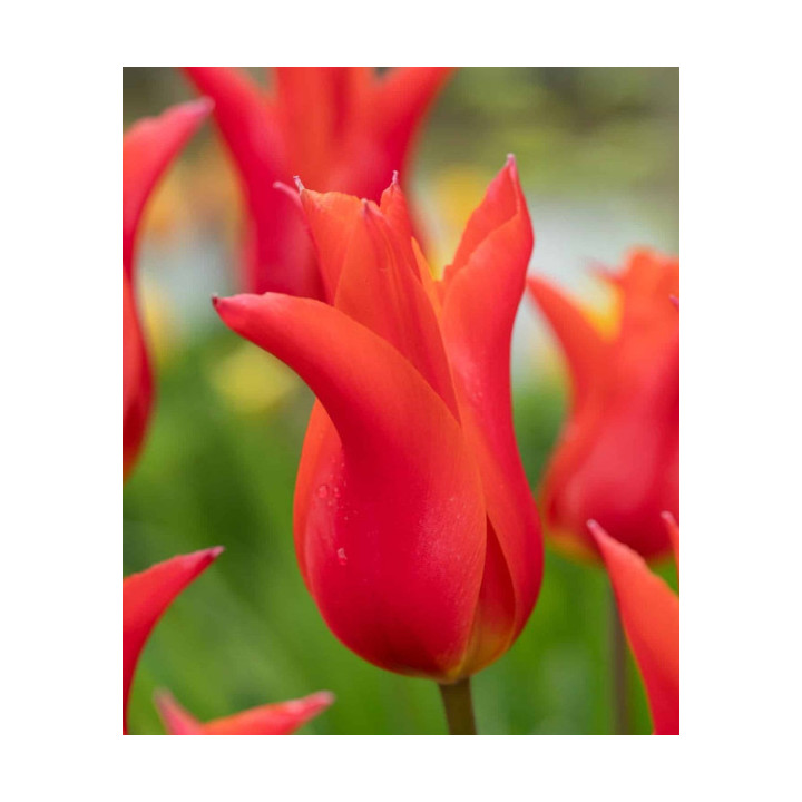 TULIPAN  ROYAL CHARM 5 SZT ROZMIAR 12 +