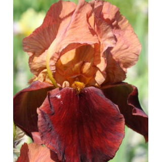 Irysy – kolorowe i eleganckie kwiaty do ogrodu, tarasu i balkonu