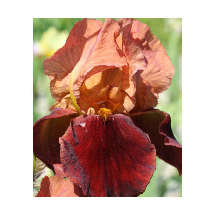 Irysy – kolorowe i eleganckie kwiaty do ogrodu, tarasu i balkonu