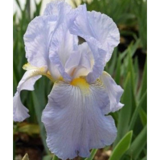 Irysy – kolorowe i eleganckie kwiaty do ogrodu, tarasu i balkonu