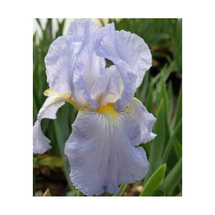 Irysy – kolorowe i eleganckie kwiaty do ogrodu, tarasu i balkonu