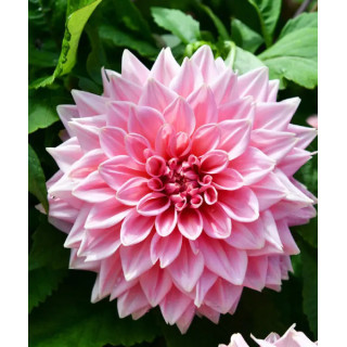 DALIA CAFE AU ROSE 3 SZT