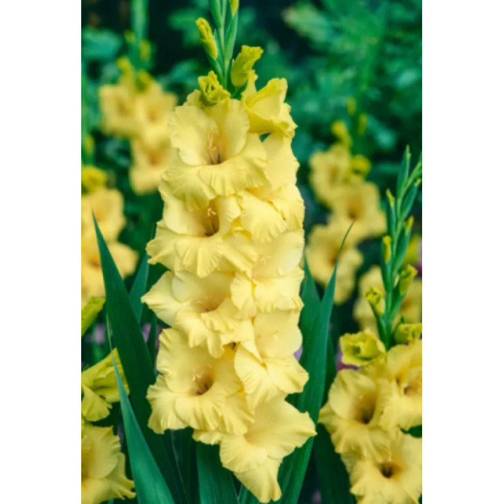 MIECZYK SUNRISE   20 SZT ROZMIAR 14 CM