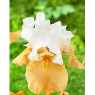 Irysy – kolorowe i eleganckie kwiaty do ogrodu, tarasu i balkonu