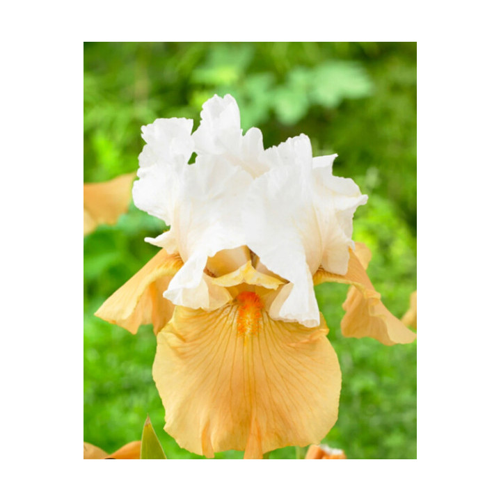 Irysy – kolorowe i eleganckie kwiaty do ogrodu, tarasu i balkonu