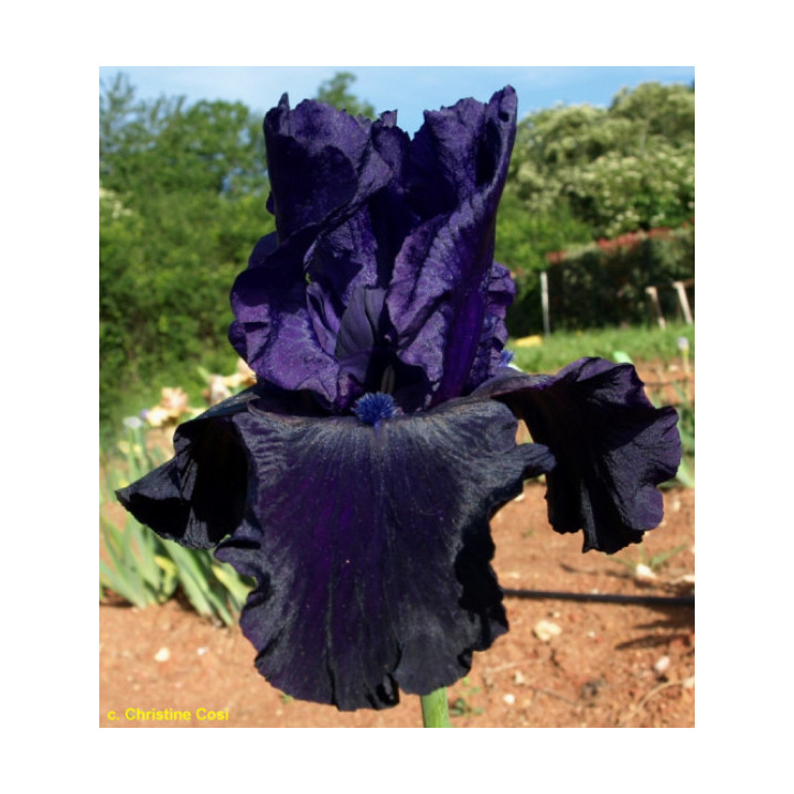 Irysy – kolorowe i eleganckie kwiaty do ogrodu, tarasu i balkonu