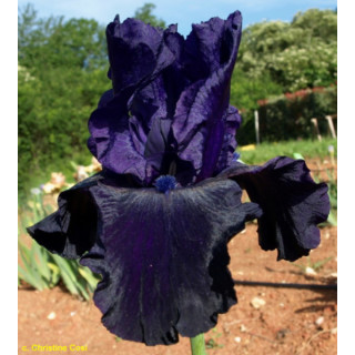 Irysy – kolorowe i eleganckie kwiaty do ogrodu, tarasu i balkonu